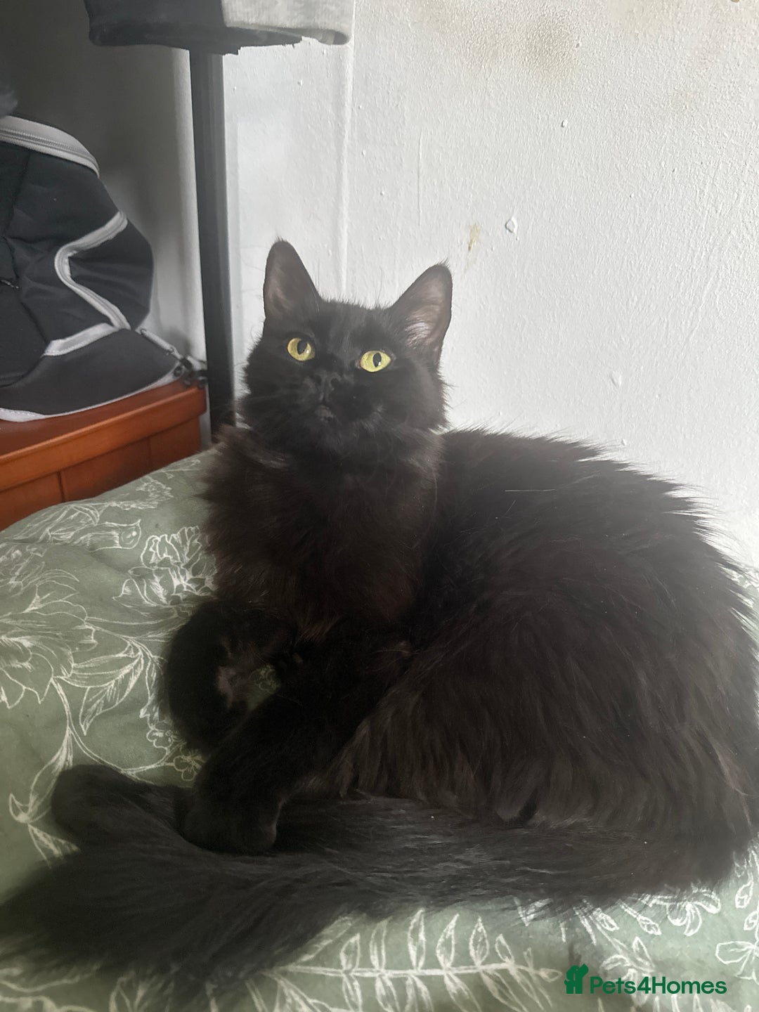 Ragdoll cats for sale: Chocolate Ragdoll mixed breed & Mum - Image 3