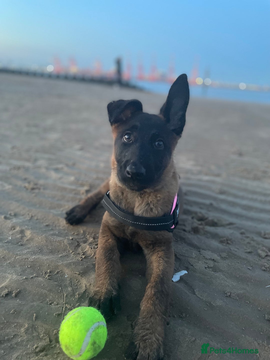 Mixed Breed dogs for sale: German shepherd cross Belgian malinios 8 months  - Image 7