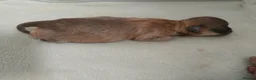 Chihuahua dogs for sale: Three stunning long coat puppies  - Advert 5