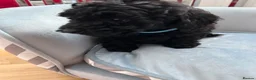 Toy Poodle dogs for sale: Toy poodle puppies  - Advert 14