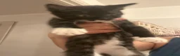 Mixed Breed cats for sale: Gorgeous kittens for sale  - Advert 5
