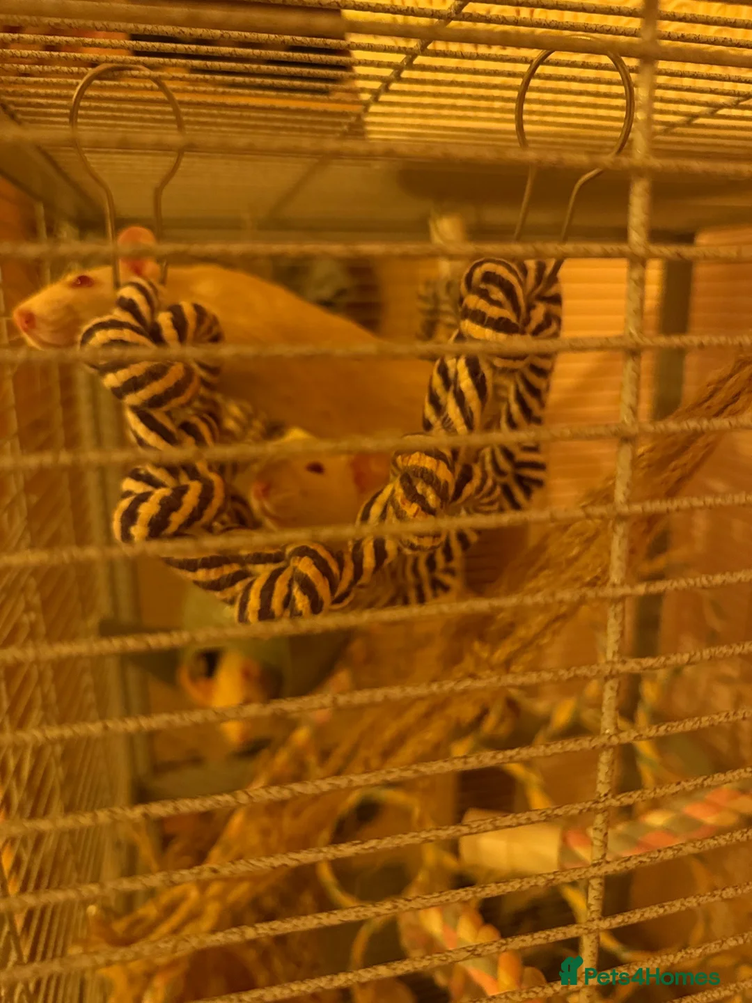 Rat rodents for sale: 3 beautiful white fancy rats in Leeds - Advert 2
