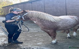 Welsh Section A horses for sale: Toni The Pony 10.3hh Mare 🦄 - Image 31