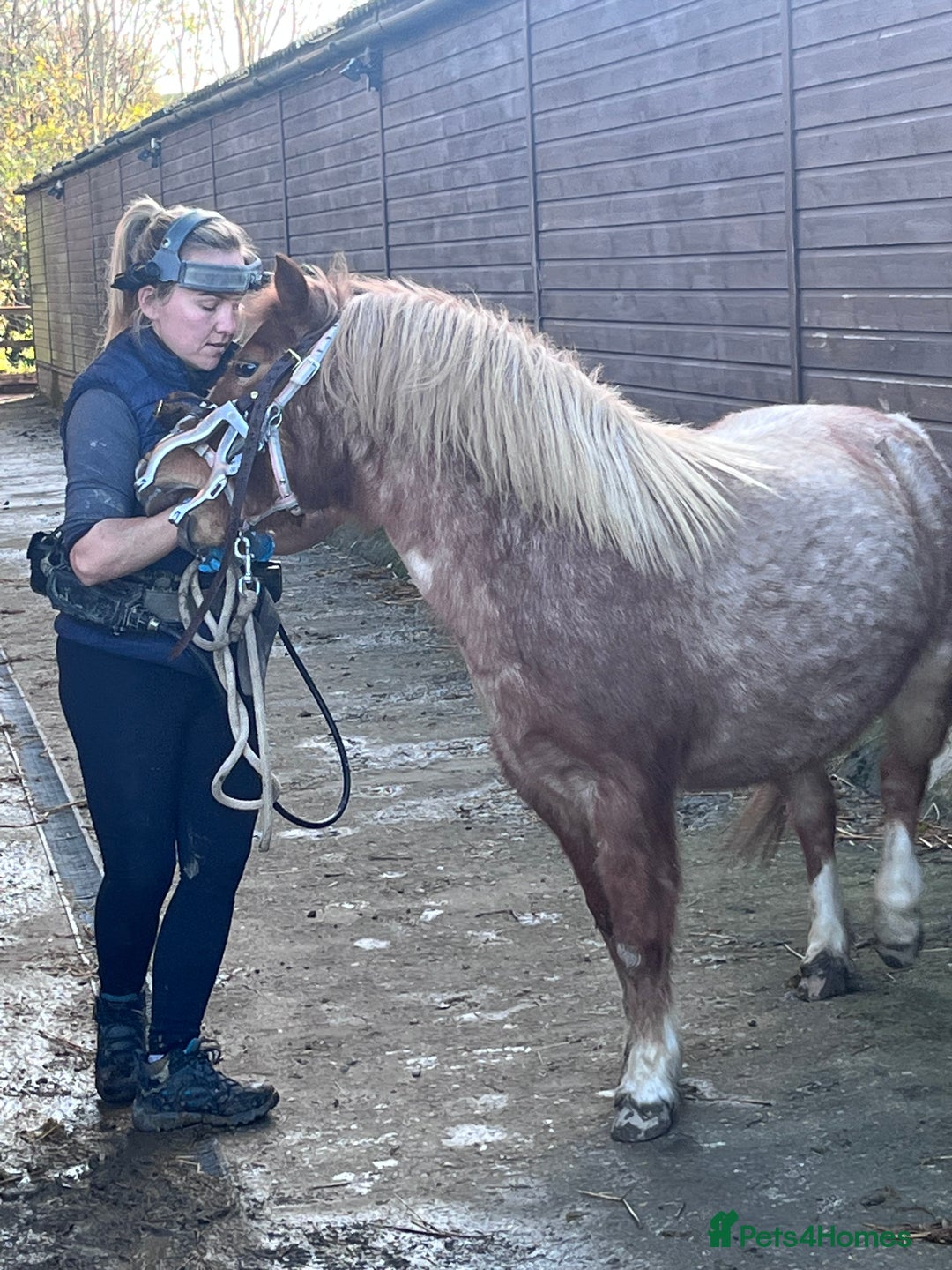 Welsh Section A horses for sale: Toni The Pony 10.3hh Mare 🦄 - Image 31