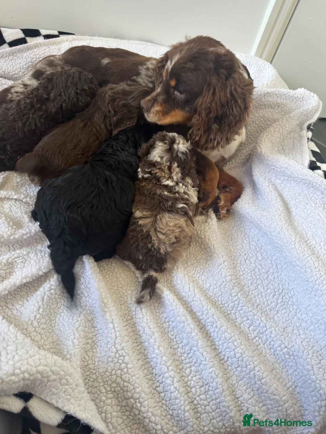 Cockapoo dogs for sale: F1 toy cockerpoo puppies - Advert 2