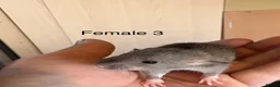 Rat rodents for sale: Mixed sex dwarf Dumbo Rats - Advert 18