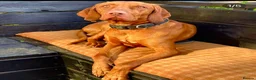 Hungarian Vizsla dogs for sale: Beautiful Smooth haired Hungarian Vizslas  - Advert 14