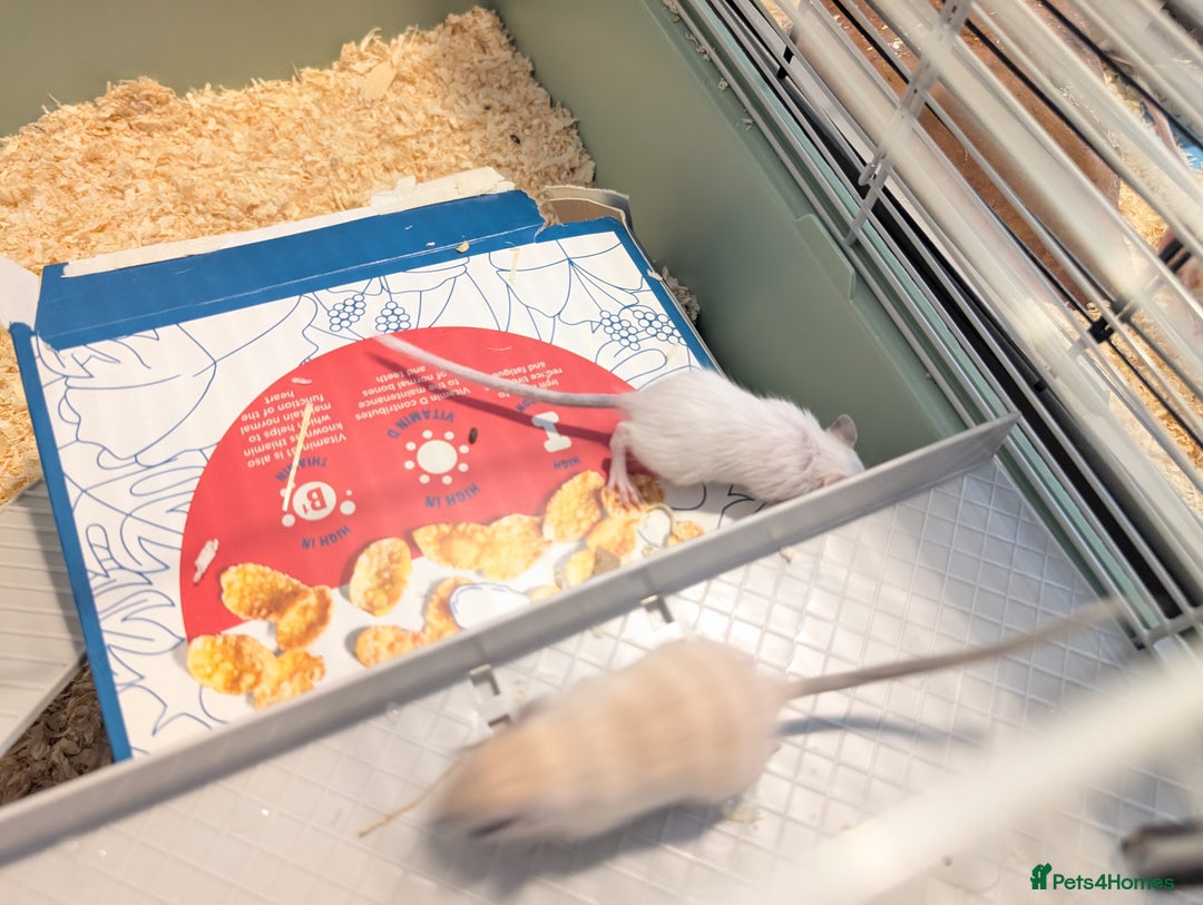 Gerbil rodents for sale: Baby gerbils mixed sex - Image 2