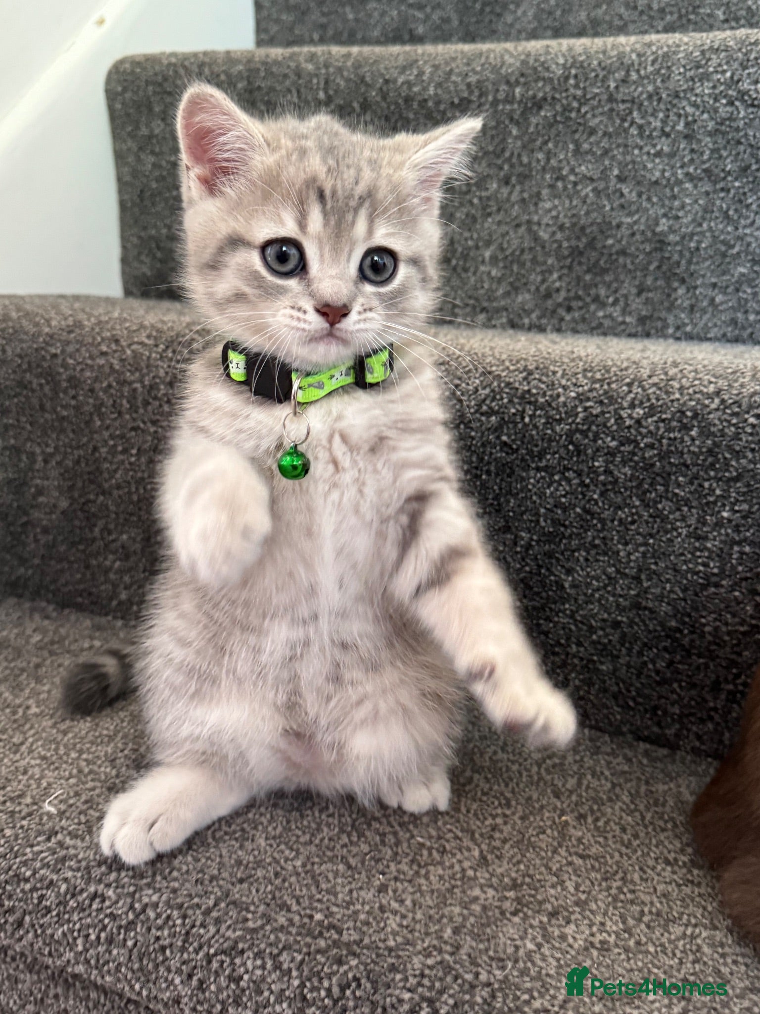 Scottish Fold cats Scottish straight Loving boy 💙 Ready now 💙 - Advert 18