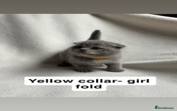 Scottish Fold cats for sale: Scottish folds for sale  - Image 6