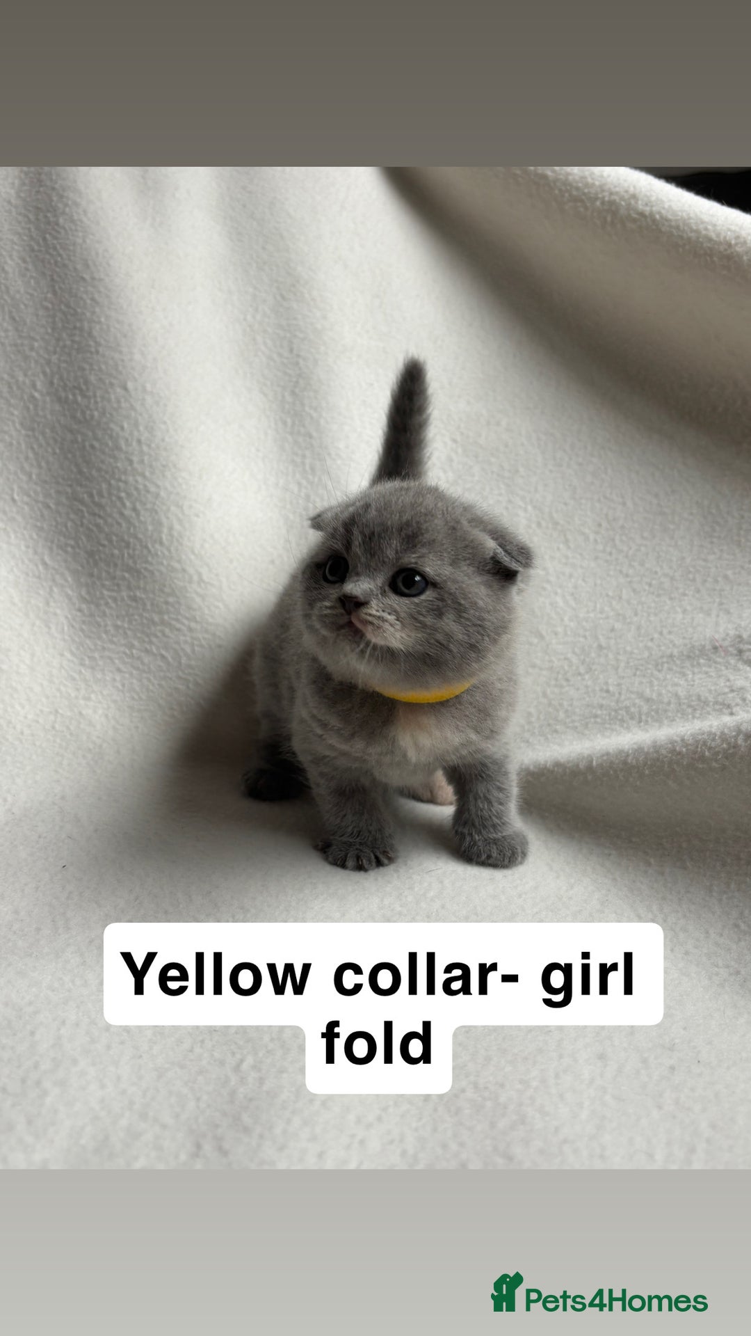 Scottish Fold cats for sale: Scottish folds for sale  - Image 6