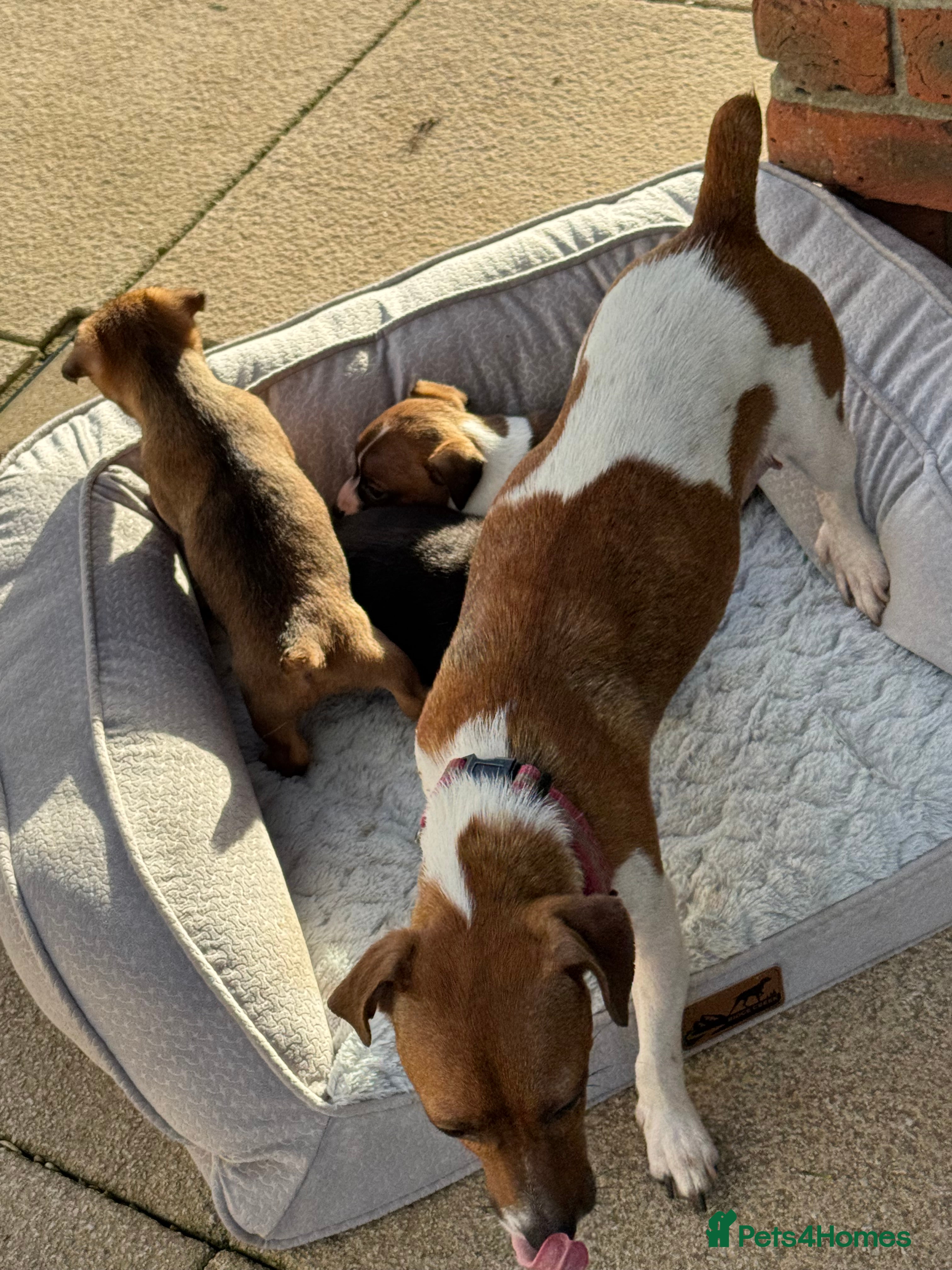 Jack Russell dogs Beautiful Jack Russell pups - Advert 1