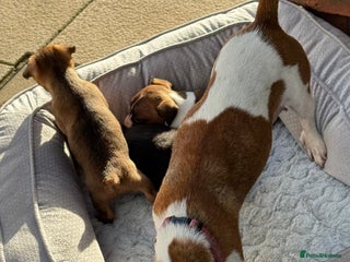 Jack Russell dogs Beautiful Jack Russell pups - Advert 1