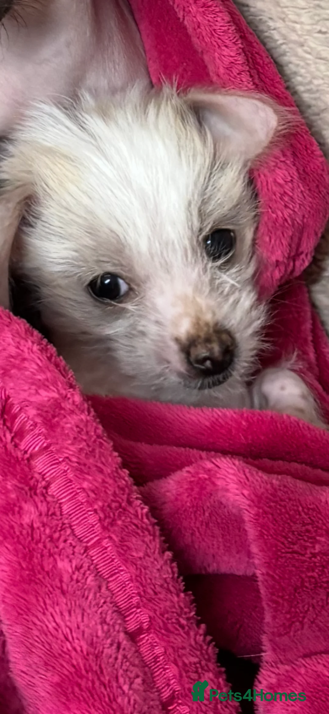 Mixed Breed dogs for sale: Beautiful male Chi-Chi hairless, spotted boy. in Exmouth - Advert 2