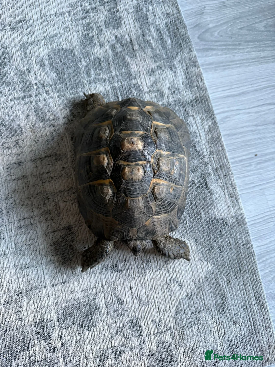 Tortoise reptiles for sale: Spur thigh tortoise  in Seaham - Advert 2