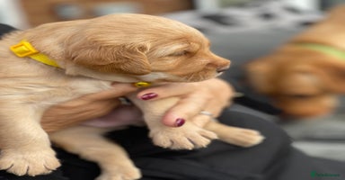 Australian Labradoodle dogs - Advert 4