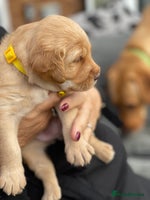 Australian Labradoodle dogs - Advert 6