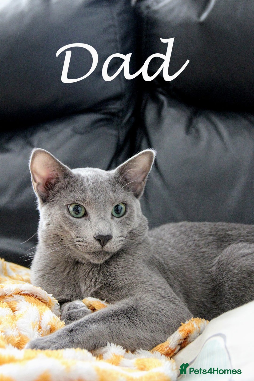 Russian Blue cats for sale: Pure Russian Blue Kittens, Silver Coat Green Eyes  - Advert 22