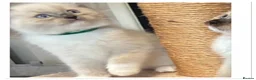 Ragdoll cats for sale: 6 cute pure breed Ragdoll kittens 2 boys 4 girls  - Advert 18