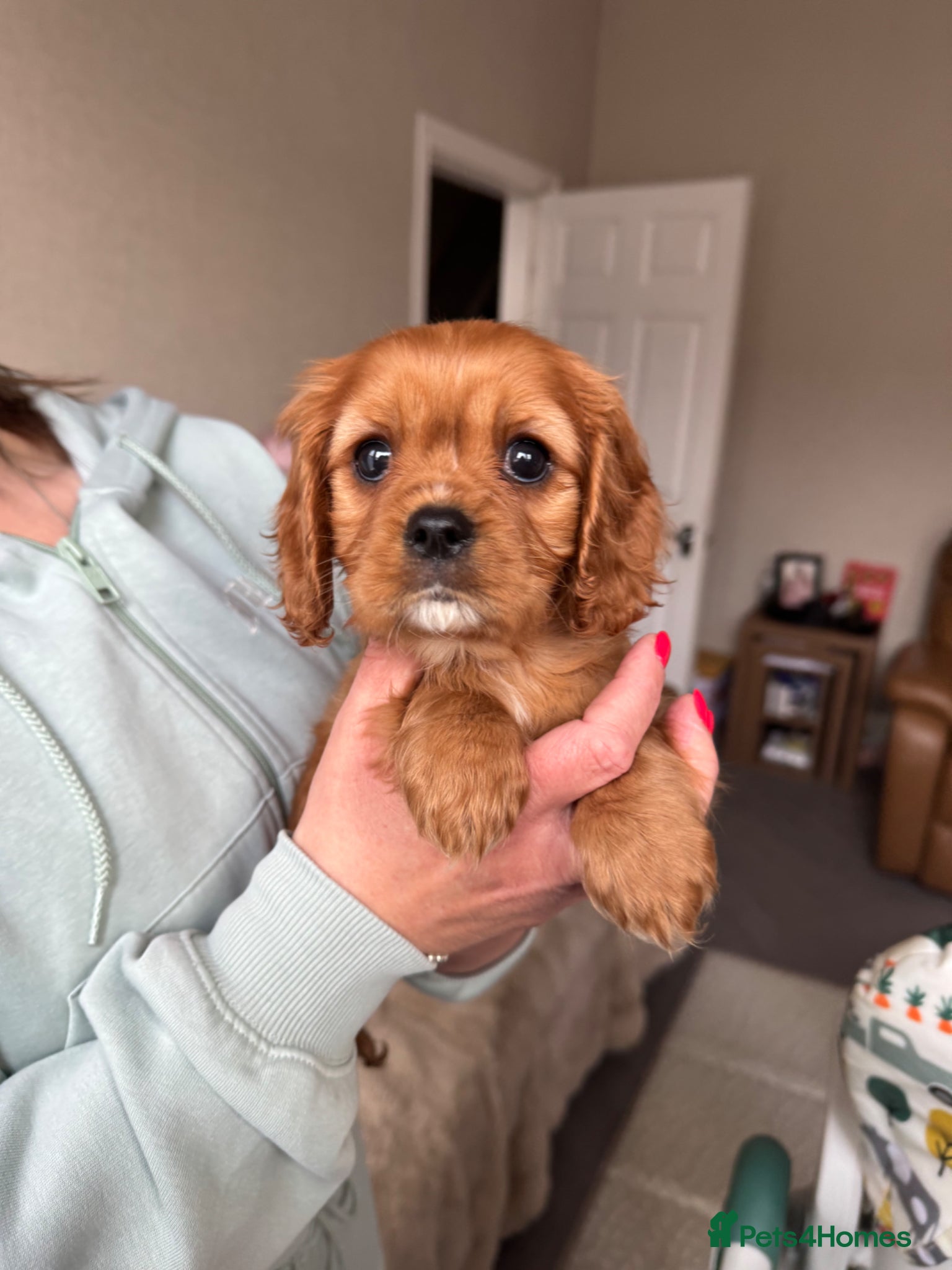 Cavalier King Charles Spaniel dogs Ready Now🌟 KC/Health tested Cavalier KCS pups - Advert 6