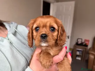 Cavalier King Charles Spaniel dogs Ready Now🌟 KC/Health tested Cavalier KCS pups - Advert 6