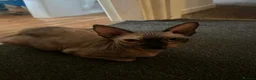 Sphynx cats for sale: 5 Canadian Sphynx kittens for sale - Advert 2
