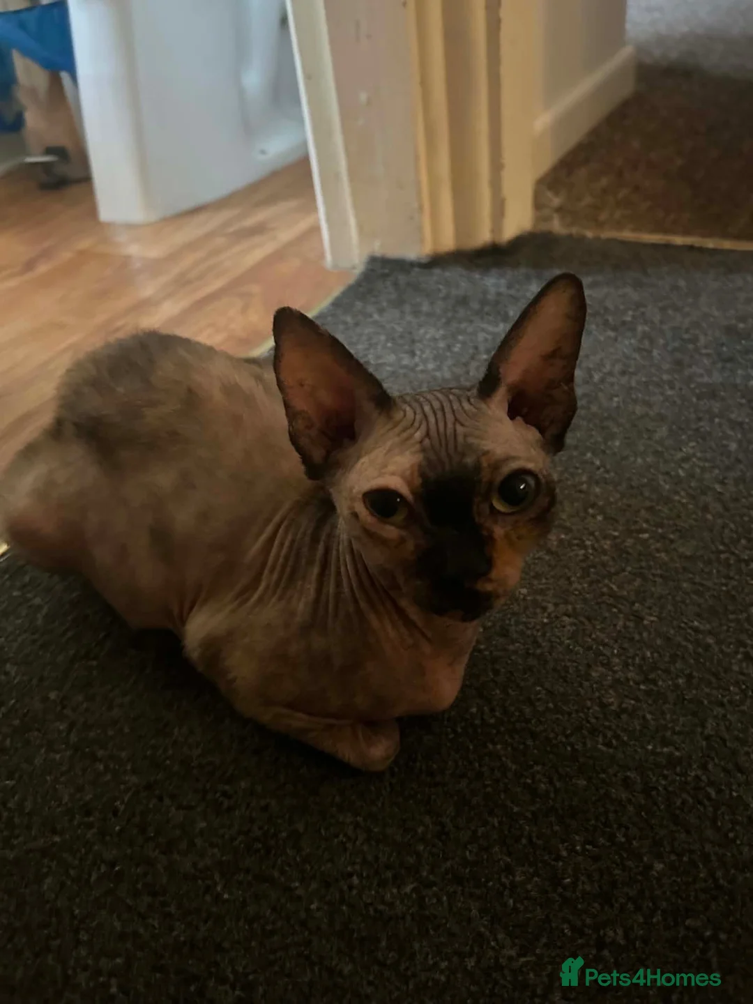 Sphynx cats for sale: 5 Canadian Sphynx kittens for sale - Advert 2