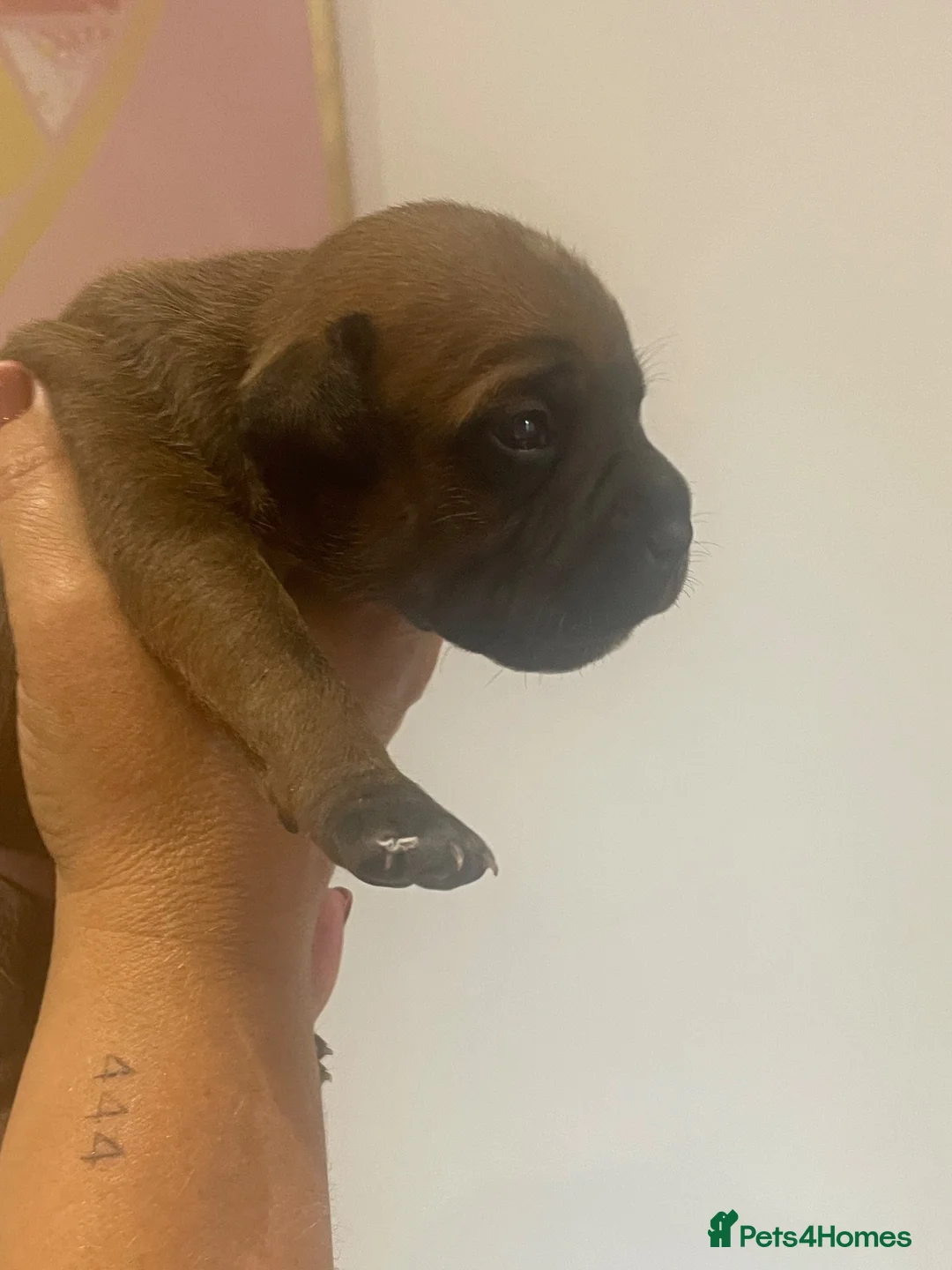 Staffordshire Bull Terrier dogs for sale: Red. Staffordshire bull terriers  - Advert 14