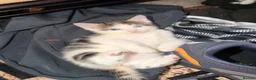 British Shorthair cats for sale: Kitten’s  in Darlington - Advert 29