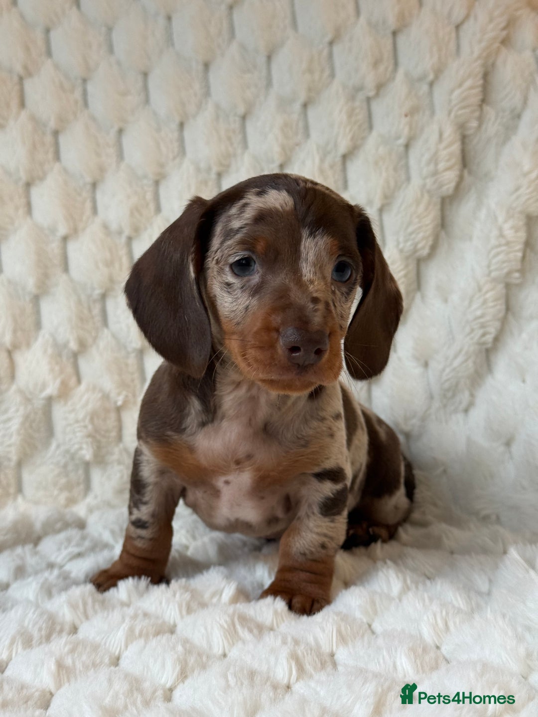 Miniature Dachshund dogs for sale: 💎MINATURE DACSHUND PUPPIES💎 - Advert 1