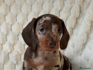 Miniature Dachshund dogs 💎MINATURE DACSHUND PUPPIES💎 - Advert 18