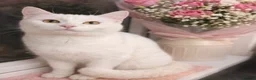 Turkish Angora cats for sale: Four Adorable Kittens!  - Advert 8