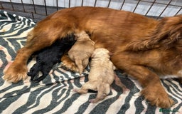 Cockapoo dogs for sale: Cockerpoo - Image 8