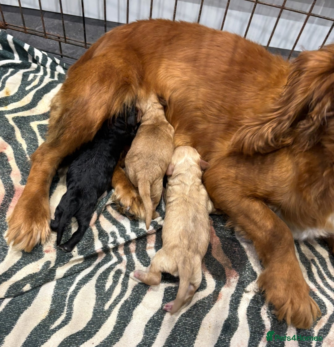 Cockapoo dogs for sale: Cockerpoo - Image 8