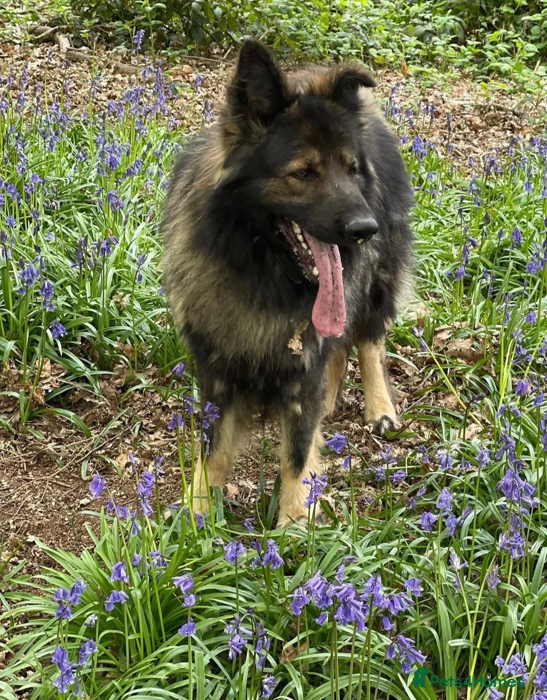 German Shepherd dogs for stud: Chase,  KC Registered German Shepard  in Diss - Advert 8