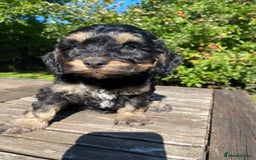 Cockapoo dogs for sale: F1 Cockapoo little girl,ready now. - Image 9
