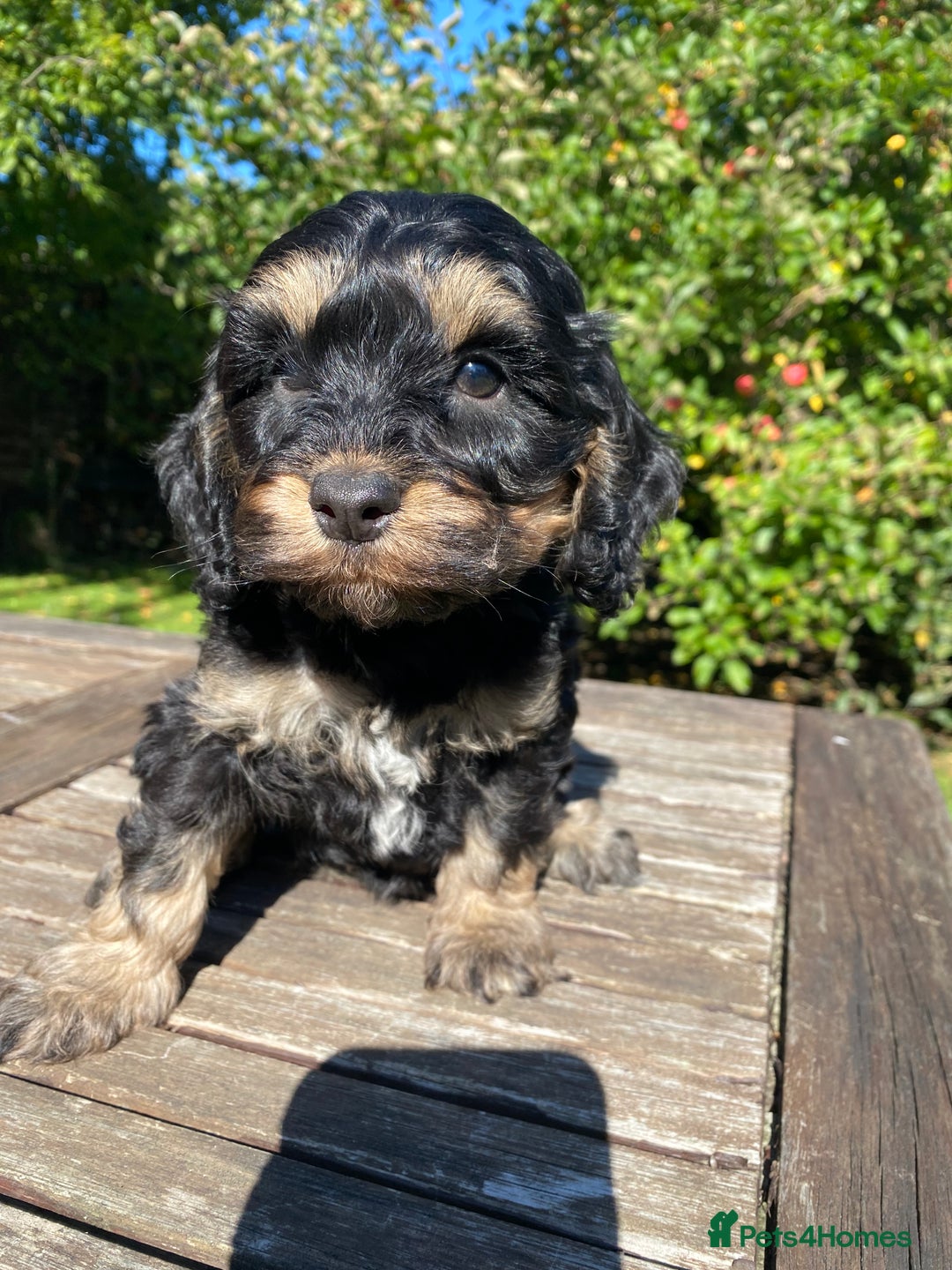 Cockapoo dogs for sale: F1 Cockapoo little girl,ready now. - Image 9
