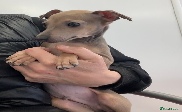 Italian Greyhound dogs - Advert 1