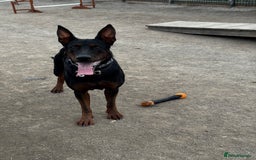 Mixed Breed dogs for sale: Laizhou Hong - Chinese Red Dog puppies - Image 30