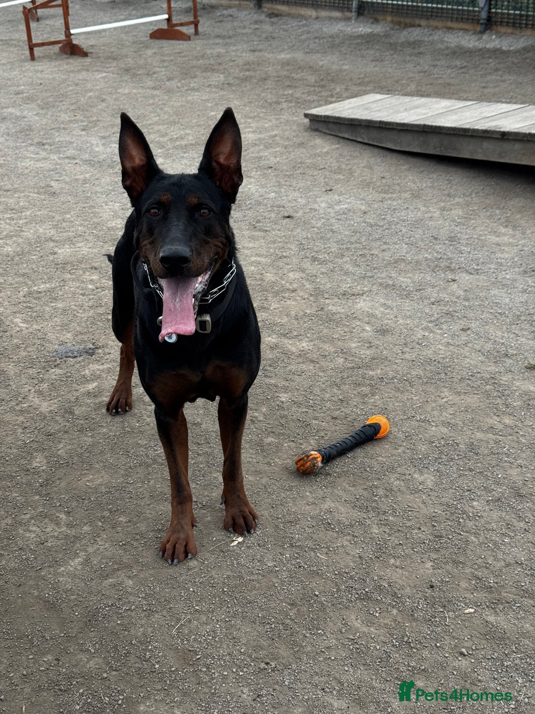 Mixed Breed dogs for sale: Laizhou Hong - Chinese Red Dog puppies - Image 30