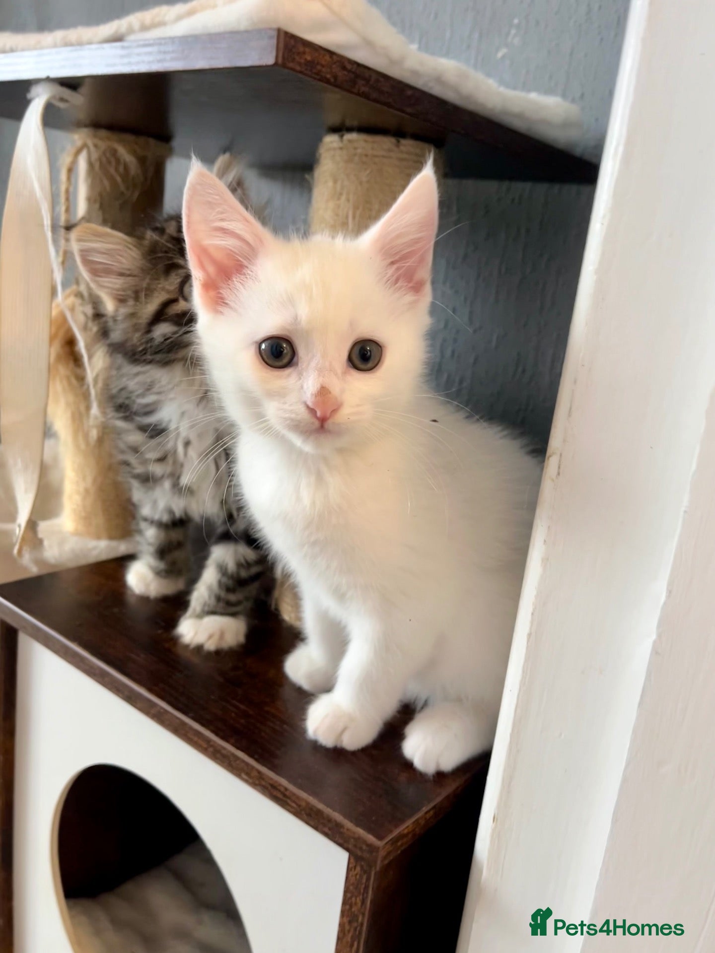 Turkish Angora cats Four Adorable Kittens!  - Advert 1