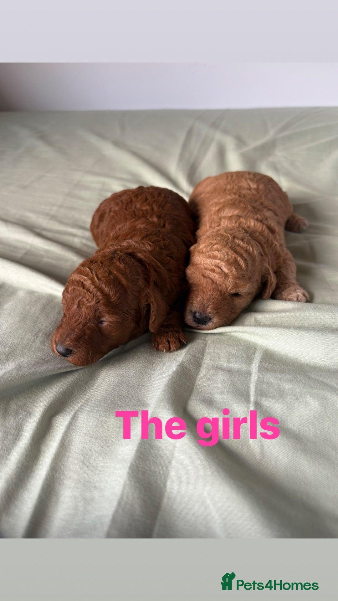 Cavapoo dogs Cavapoo puppies - Advert 15
