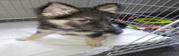 Shepsky dogs for sale: shepsky puppies in Inverurie - Advert 4