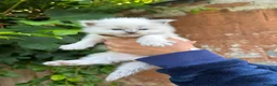 Ragdoll cats for sale: Beautiful Pure Blue Point Ragdoll  - Advert 32