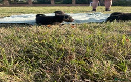 Mixed Breed dogs for sale: Foxypoo puppies for sale  - Image 16