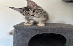 Maine Coon cats for sale: Maine Coon  - Image 3