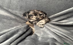Cockapoo dogs for sale: STUNNING F1 Show Cockapoo Puppies  - Image 2