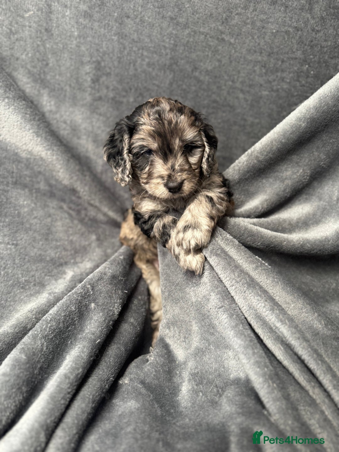 Cockapoo dogs for sale: STUNNING F1 Show Cockapoo Puppies  - Image 2