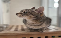 Mixed Breed cats for sale: Beautiful girl needs new home  - Image 1