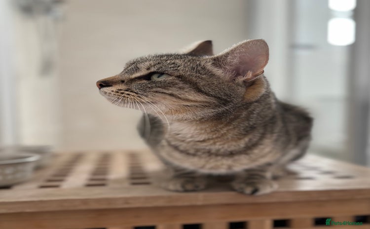 Mixed Breed cats - Advert 7